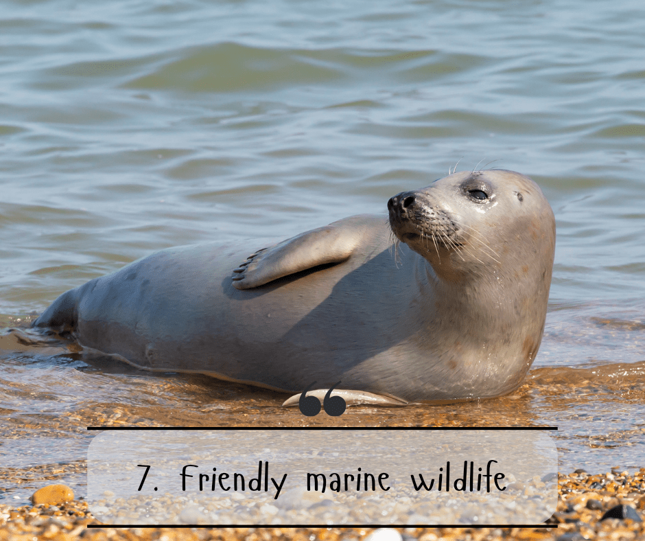 7. Friendly marine wildlife
