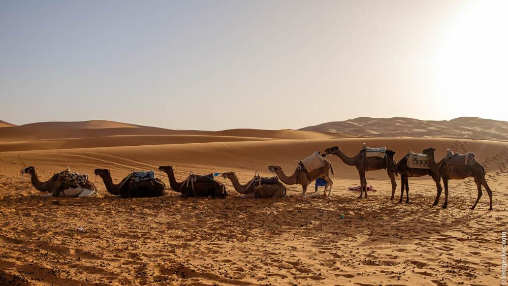 Fes to Marrakech via Erg Chebbi Dunes - Part 2