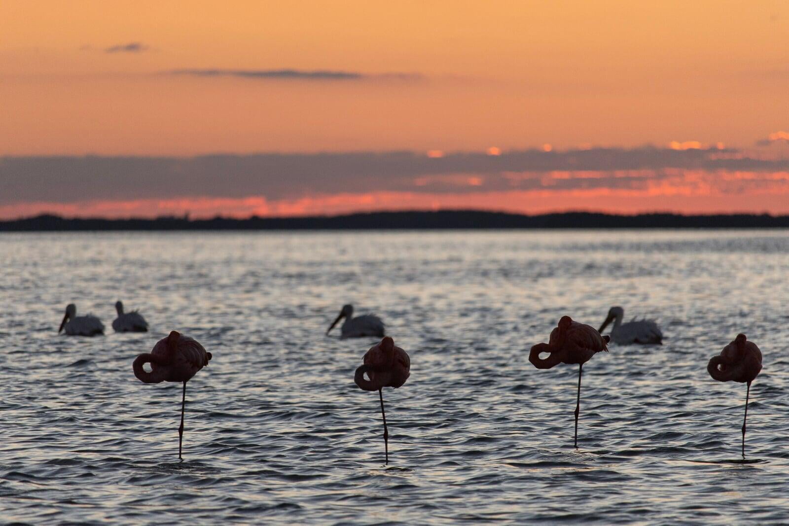 Lostgeckos.com, flamingo, yucatan