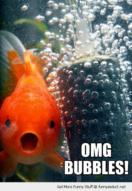 funny gold fish omg bubbles pics 2