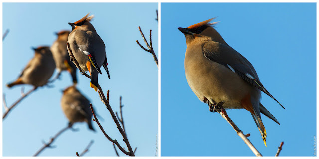 Bohemian2BWaxwing Collage