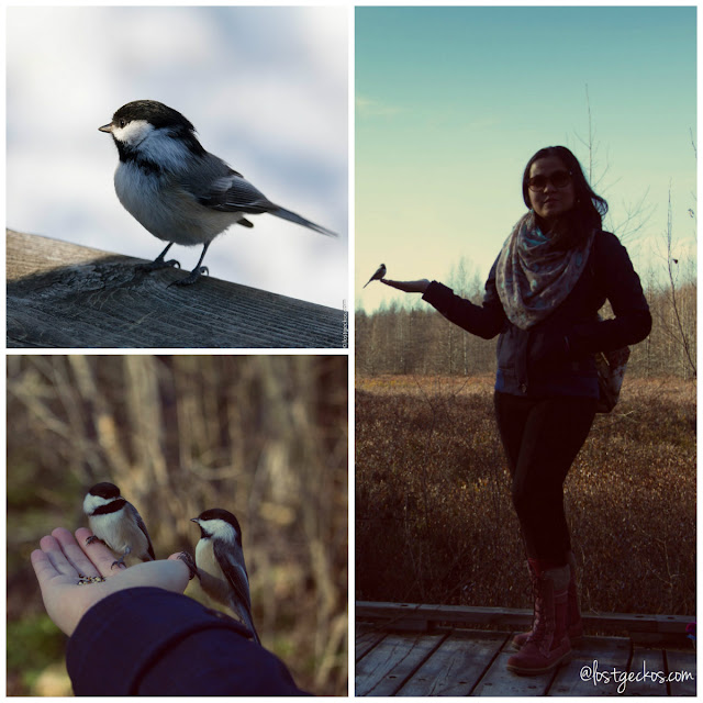 Chickadee Collage