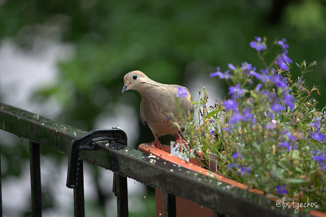 Mourningdove