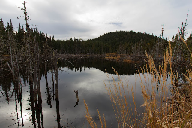 PJC 2BScotora2B 2BNP 9230