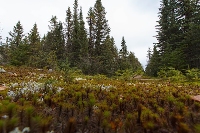 PJC 2BScotora2B 2BNP 9231