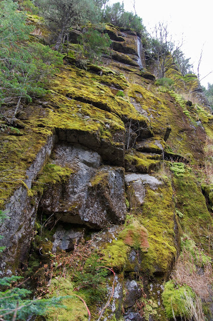 PJC 2BScotora2B 2BNP 9305