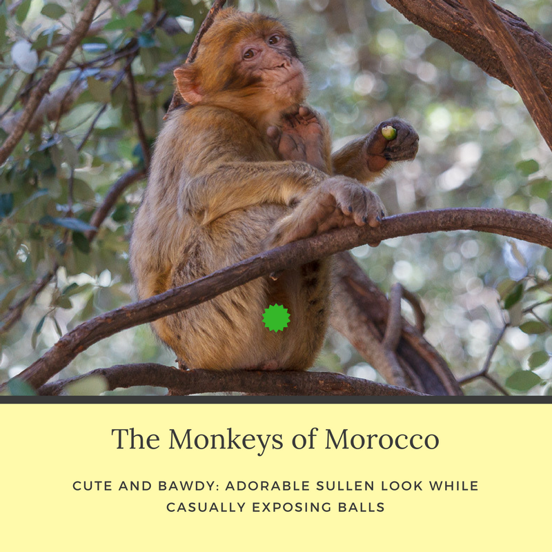 the monkeys of morocco