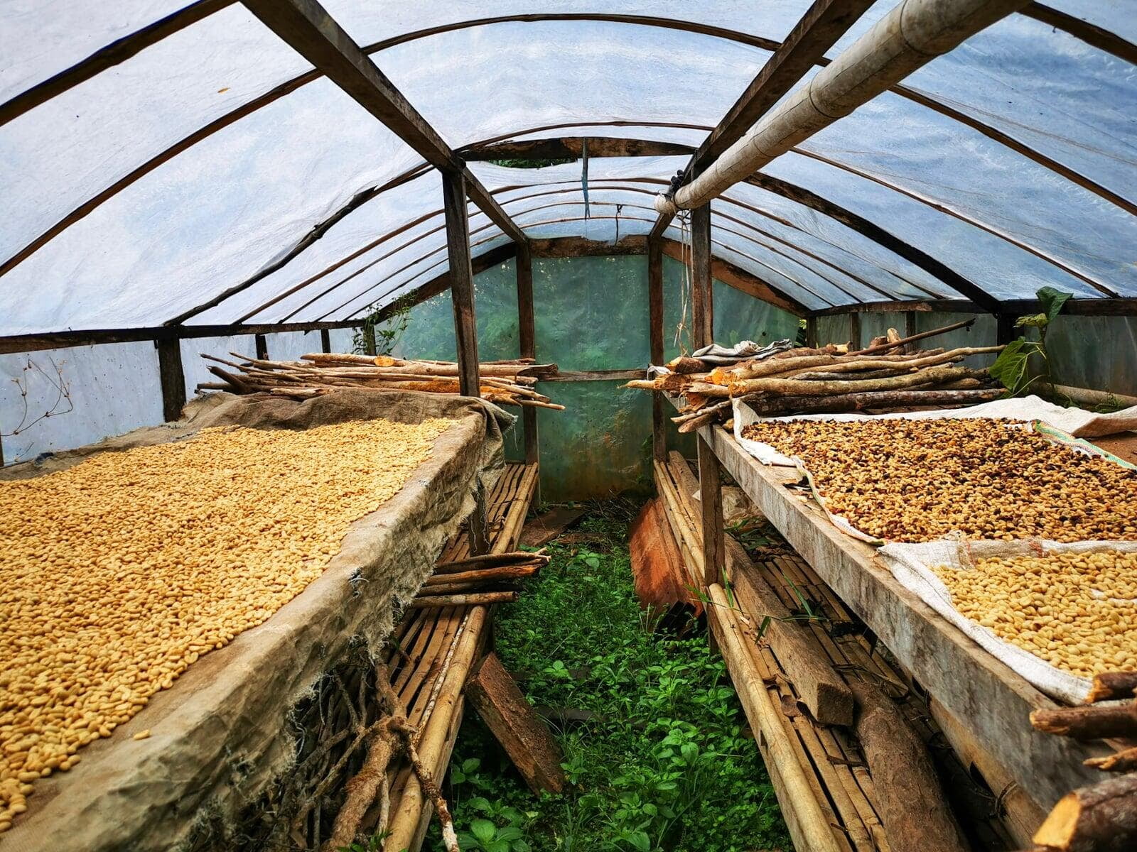 Wae Rebo Coffee Drying Hut