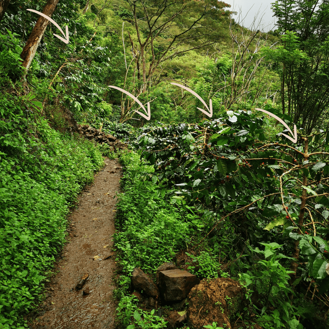 Wae Rebo Coffee Plantation