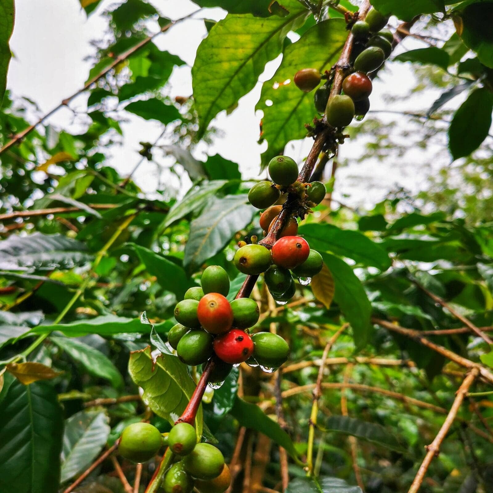 Wae Rebo coffee beans 