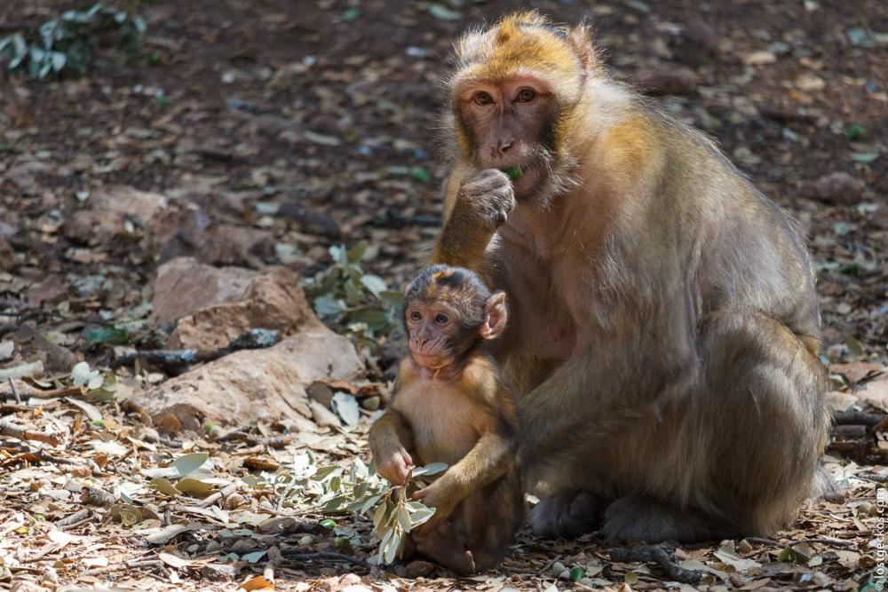 Barbary Macaques 6207