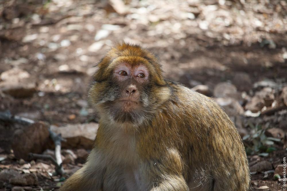 Barbary Macaques 6226