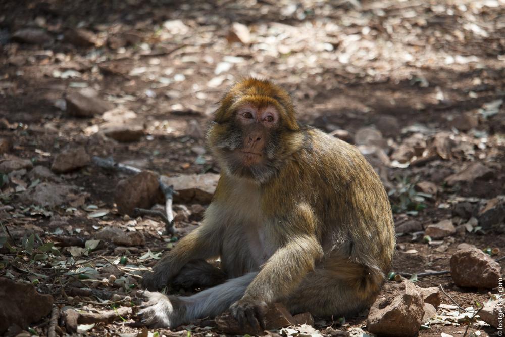 Barbary Macaques 6231