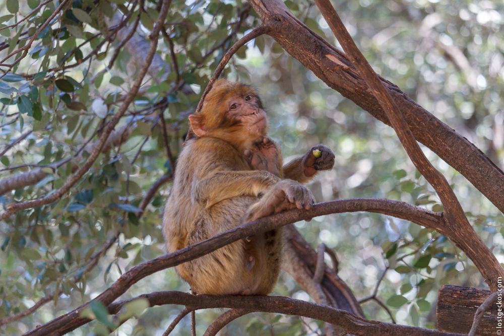 Barbary Macaques 6294