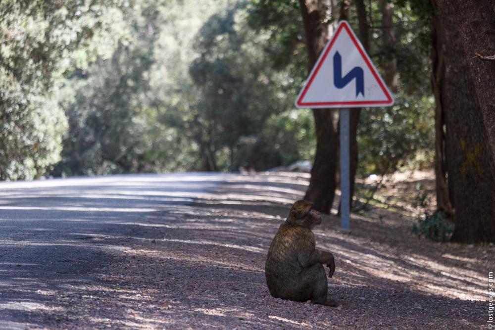 Barbary Macaques 6295