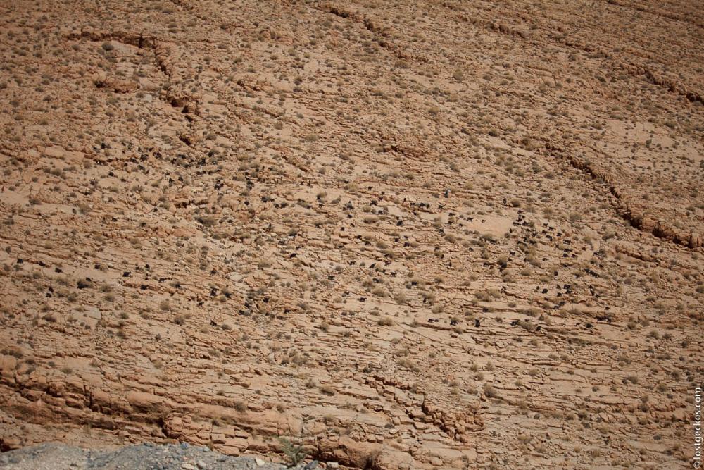 Dades Gorge Valley 7091