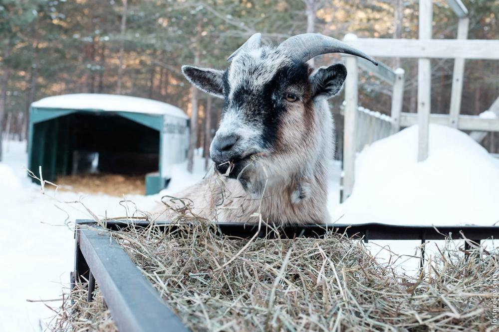 Forest Enchantee 7315