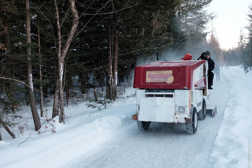 Forest Enchantee 7353