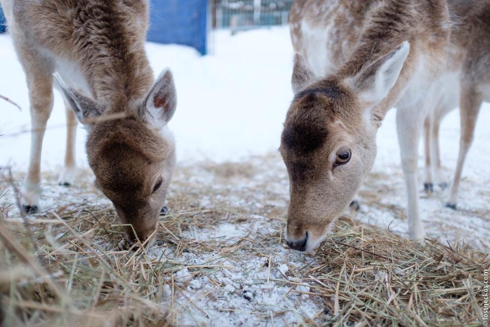 Forest Enchantee 7408