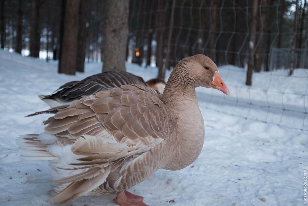 Forest Enchantee 7453