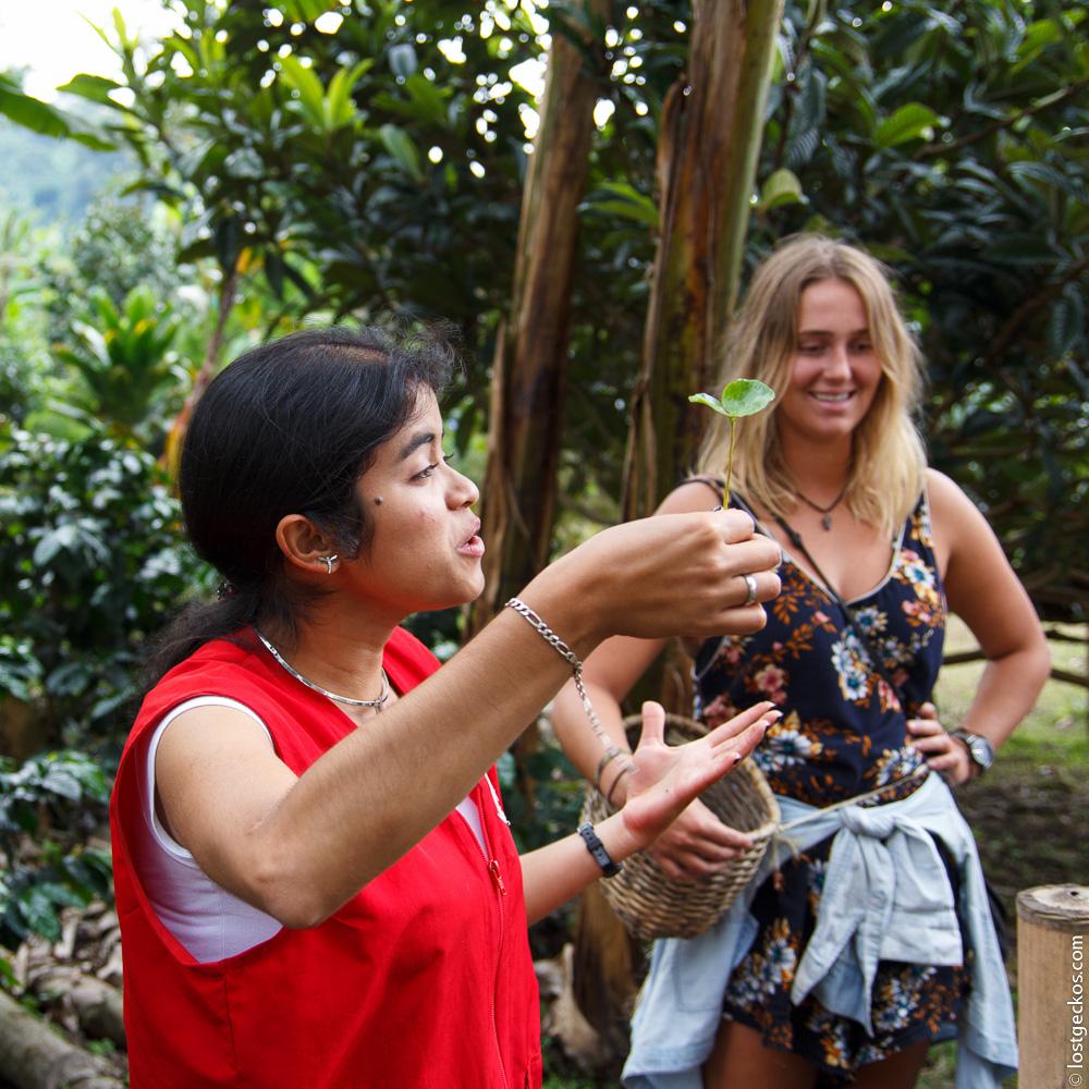 Ocaso Coffee Plantation 1416