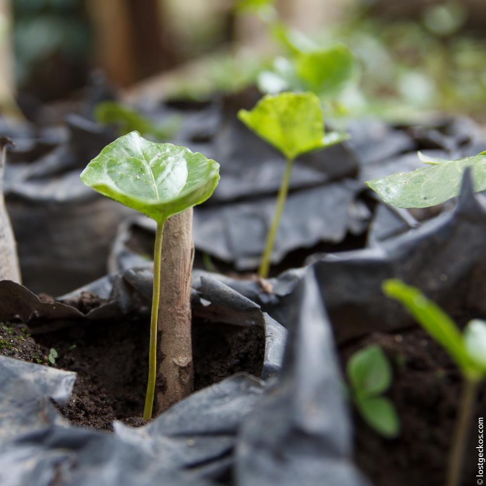 Ocaso Coffee Plantation 1418