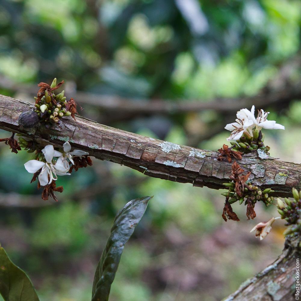 Ocaso Coffee Plantation 1419