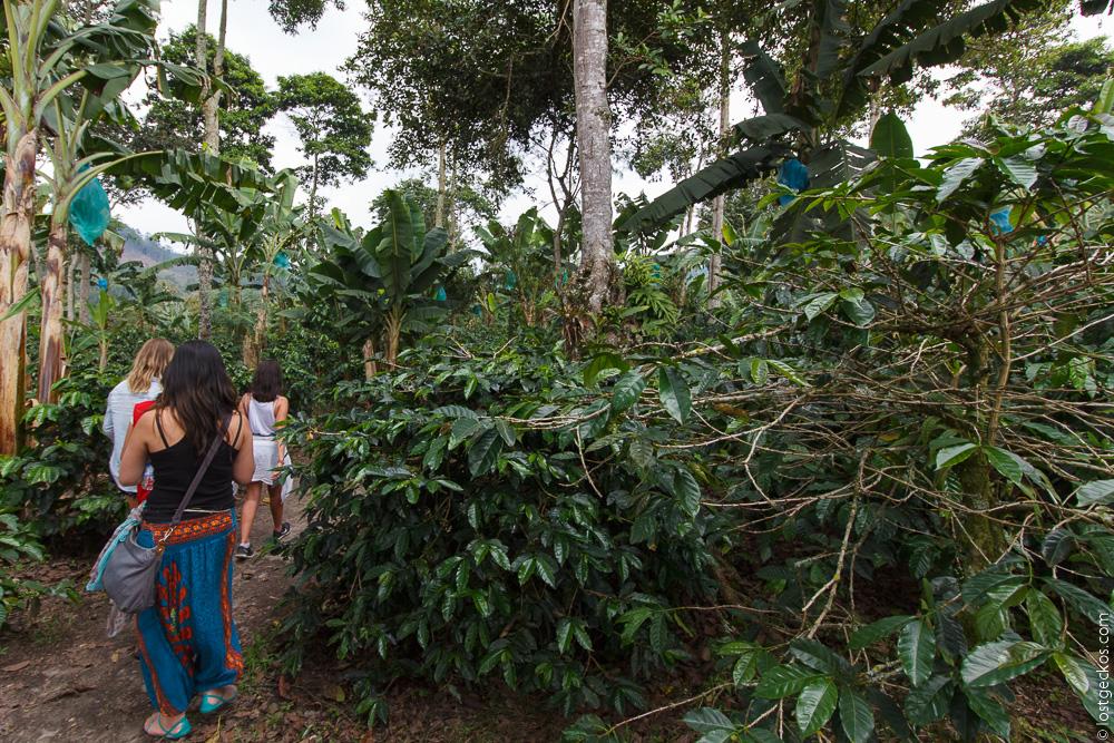 Ocaso Coffee Plantation 1421