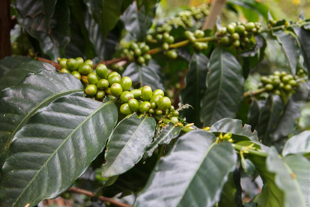 Ocaso Coffee Plantation 1426