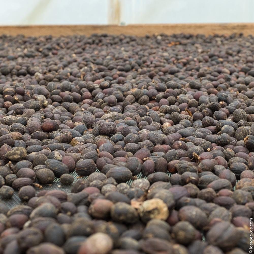 Ocaso Coffee Plantation 9215 1