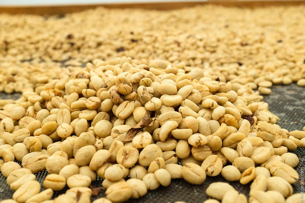 Ocaso Coffee Plantation 9231