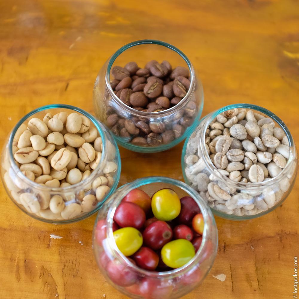 Ocaso Coffee Plantation 9233