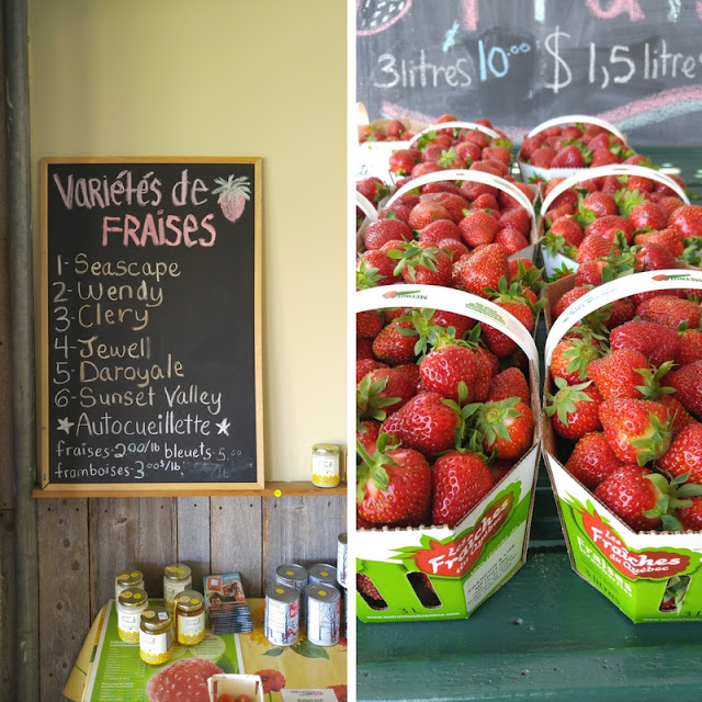 raspberry, ferme methot, autocuillette, fruit pick