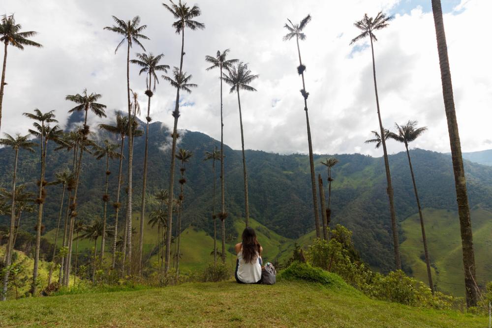 Valle De Cocora