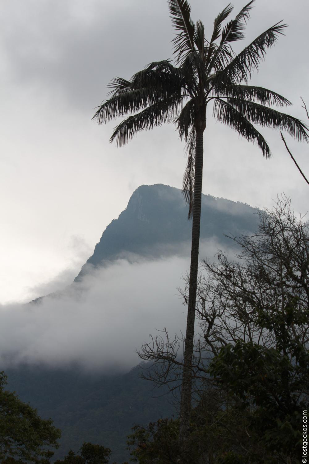 Valle Del Cocorra 1804