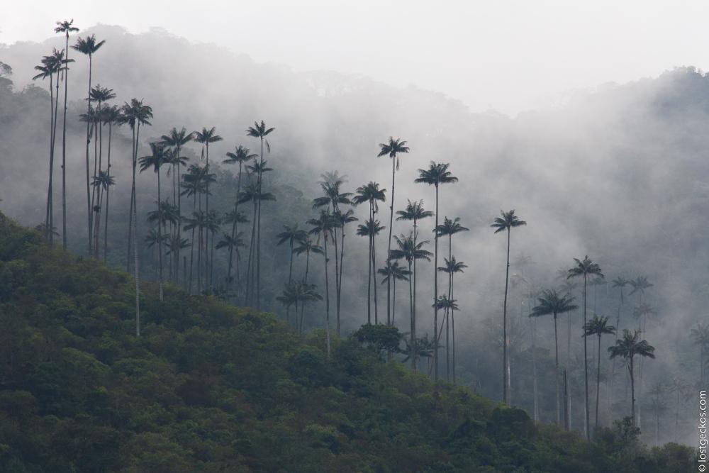 Valle Del Cocorra 1806