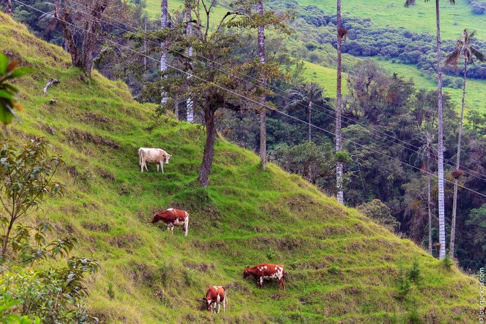 Valle Del Cocorra 1808