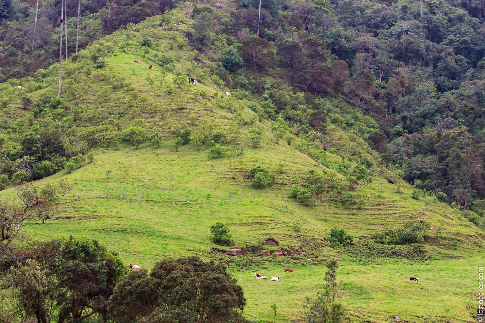 Valle Del Cocorra 1848