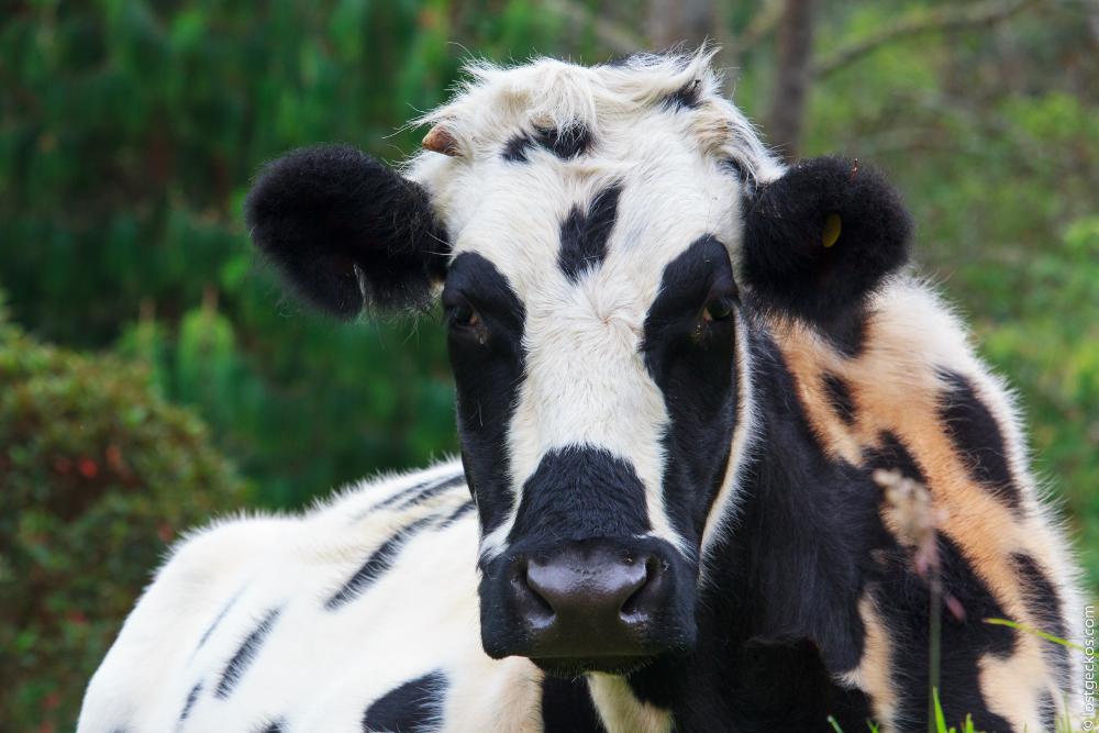 Valle Del Cocorra 1866