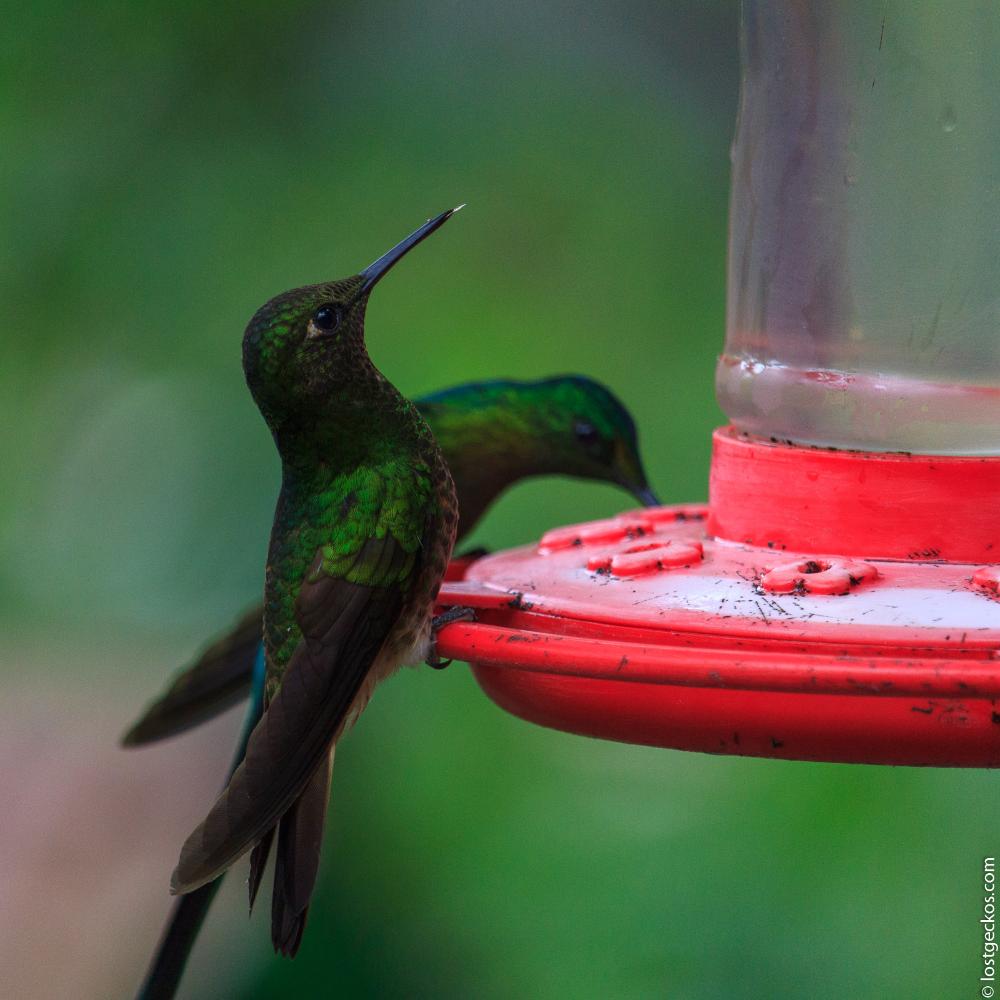 Valle Del Cocorra 1967