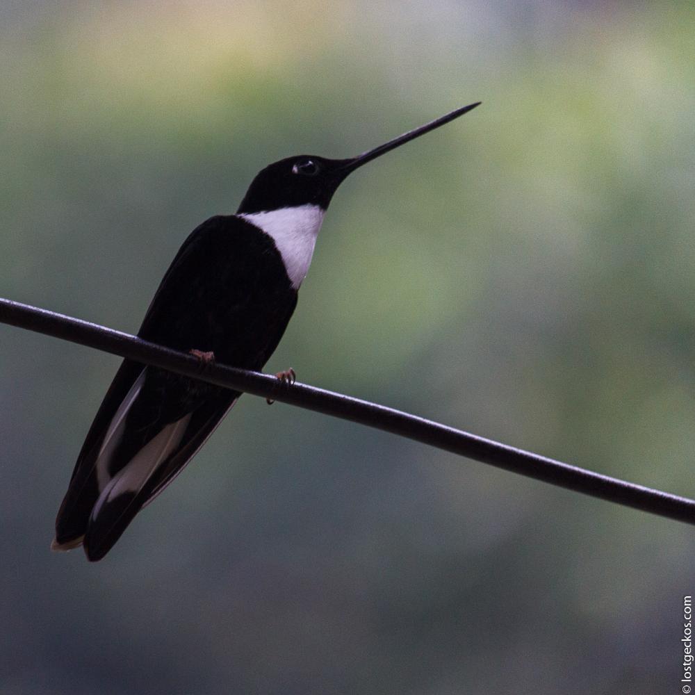 Valle Del Cocorra 2017