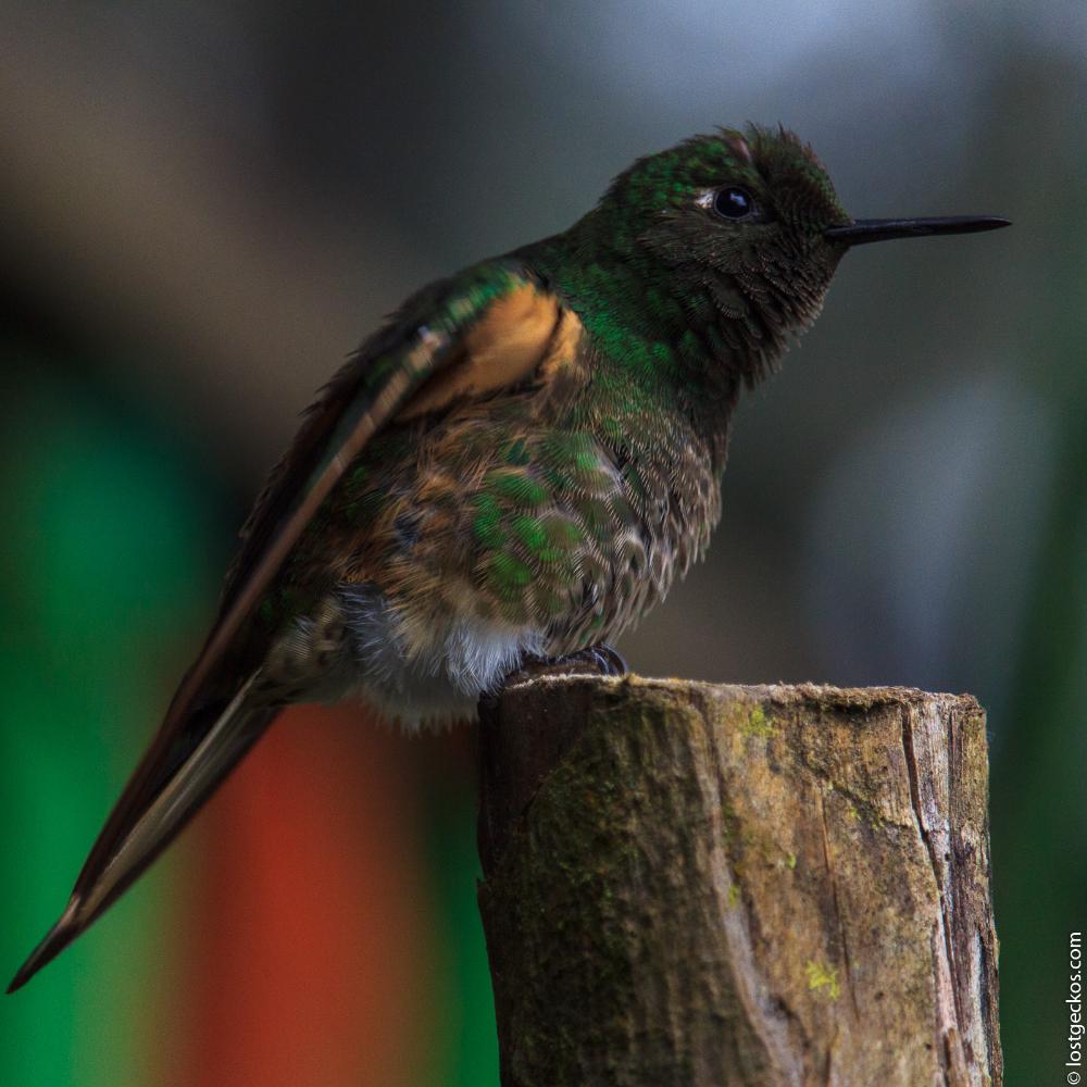 Valle Del Cocorra 2048