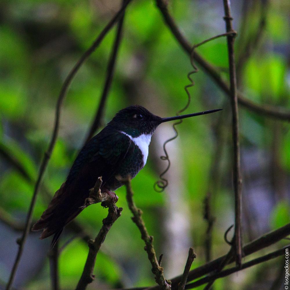 Valle Del Cocorra 2051