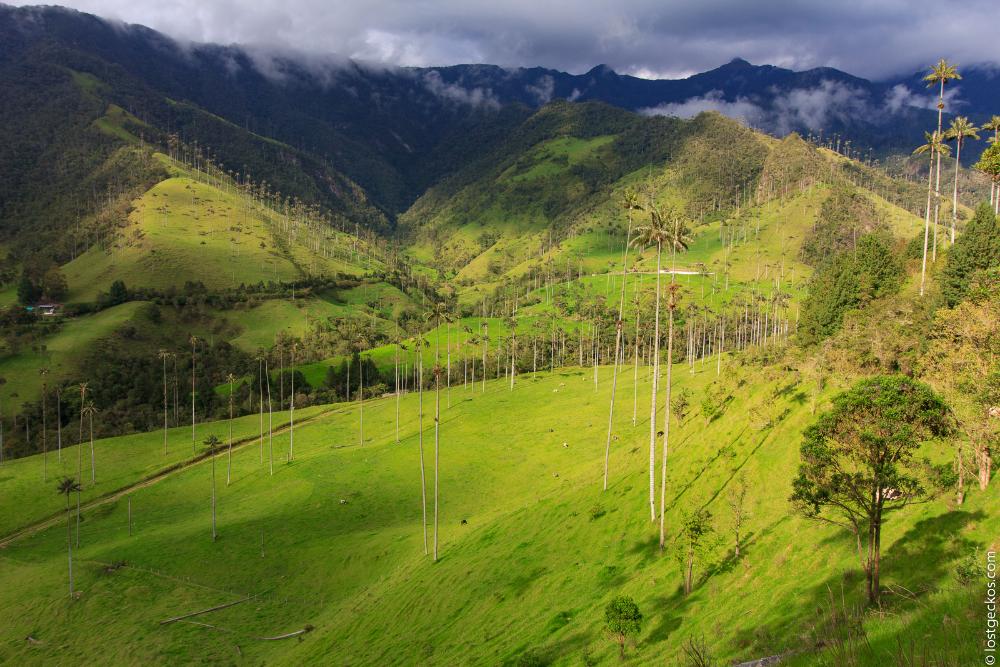 Valle Del Cocorra 2182