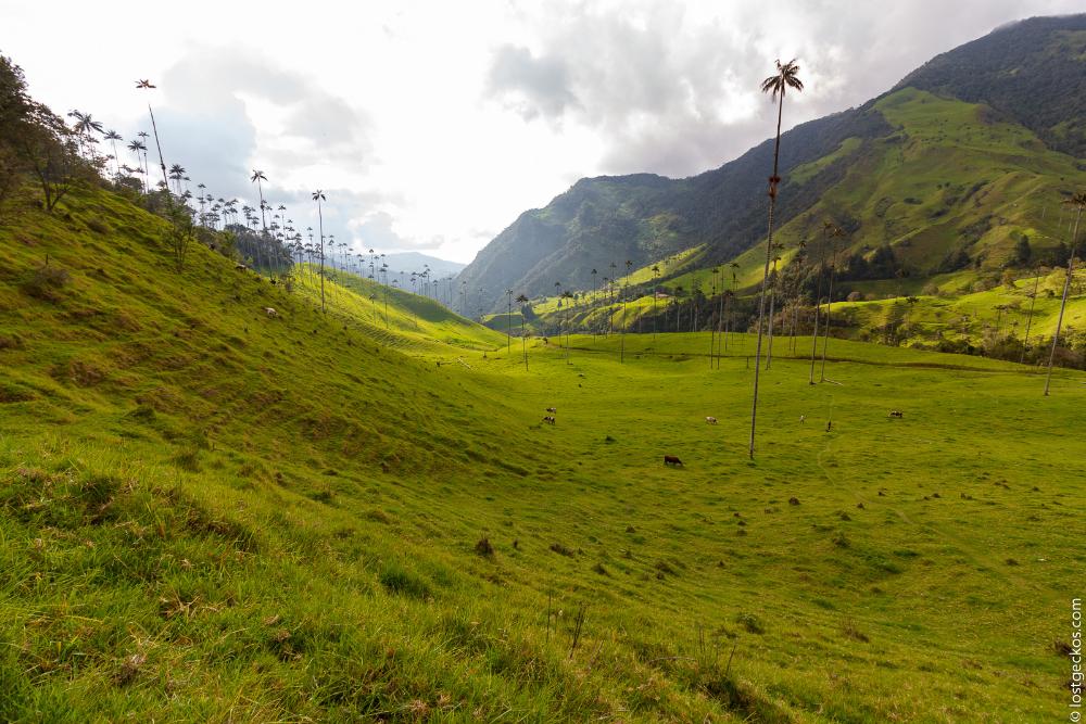 Valle Del Cocorra 2191
