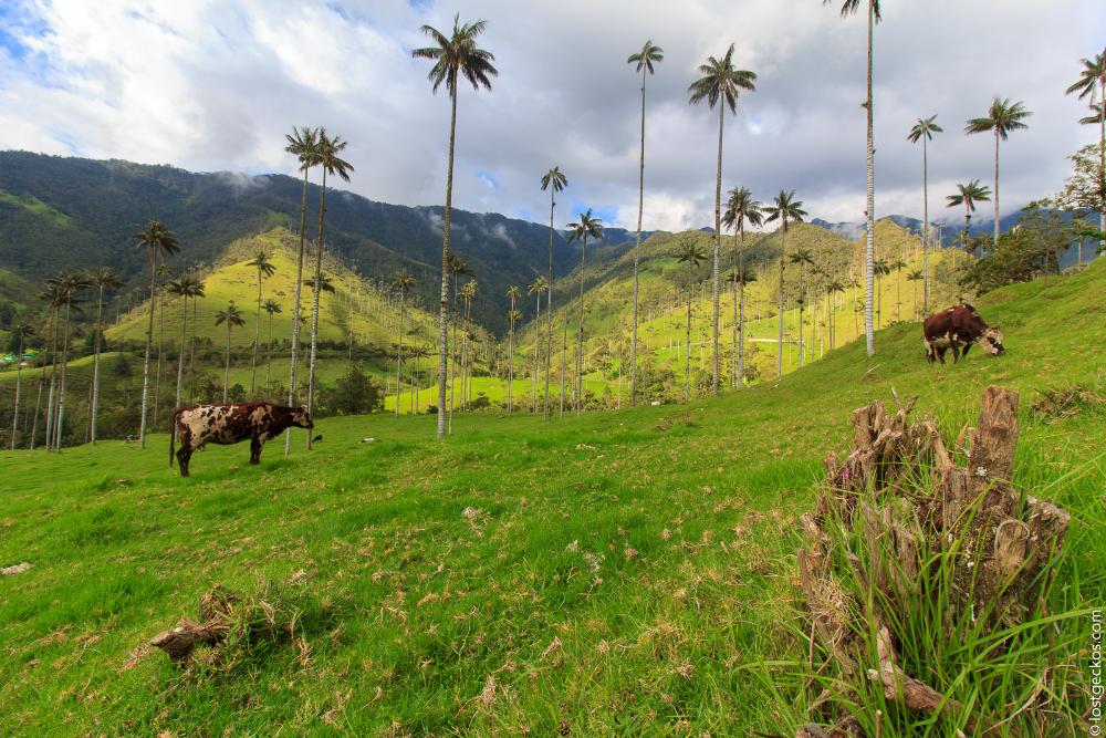 Valle Del Cocorra 2194