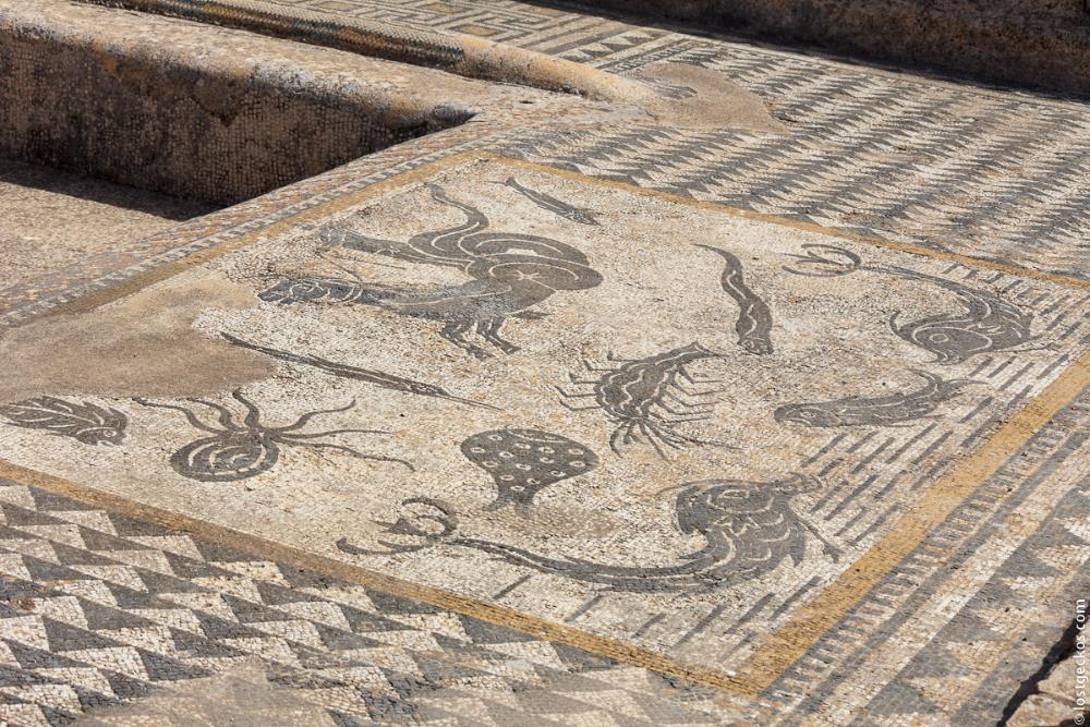 Volubilis 6098