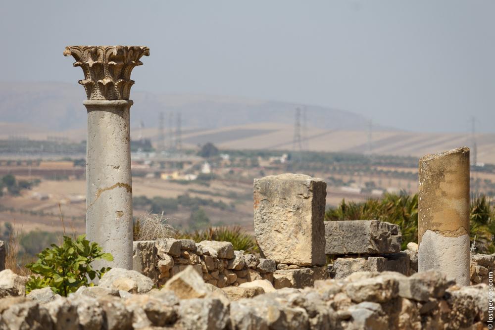 Volubilis 6128